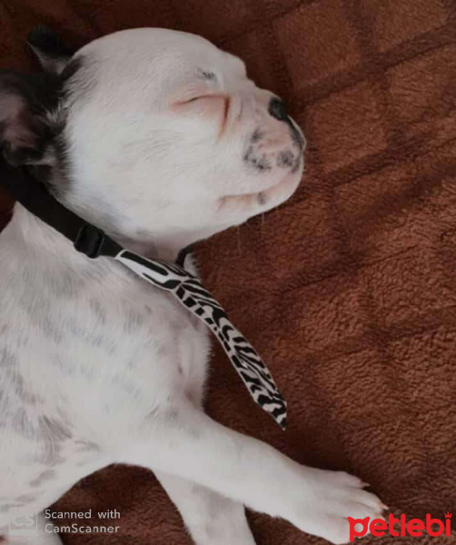 Fransız Bulldog, Köpek  Dobby fotoğrafı