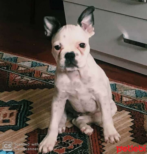 Fransız Bulldog, Köpek  Dobby fotoğrafı