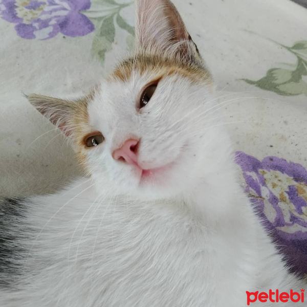 Tekir Kedi, Kedi  Boncuk fotoğrafı