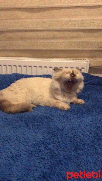 Scottish Fold, Kedi  Haribo fotoğrafı