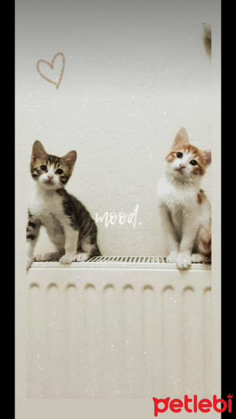 Tekir Kedi, Kedi  Tarçın badem fotoğrafı