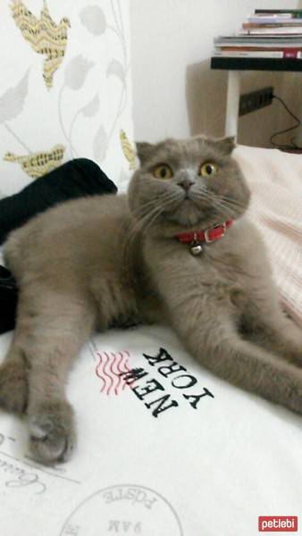 Scottish Fold, Kedi  Sis fotoğrafı