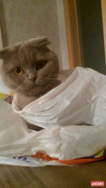 Scottish Fold, Kedi  Sis fotoğrafı