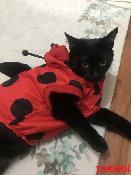 Bombay, Kedi  Zeytin fotoğrafı
