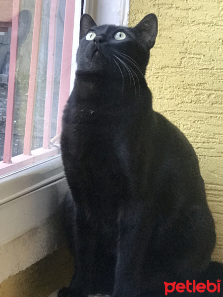 Bombay, Kedi  Karam fotoğrafı