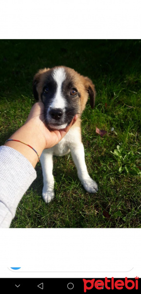 Sokö (Sokak Köpeği), Köpek  Eyşan fotoğrafı