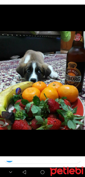 Sokö (Sokak Köpeği), Köpek  Eyşan fotoğrafı