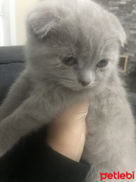 Scottish Fold, Kedi  Lila fotoğrafı