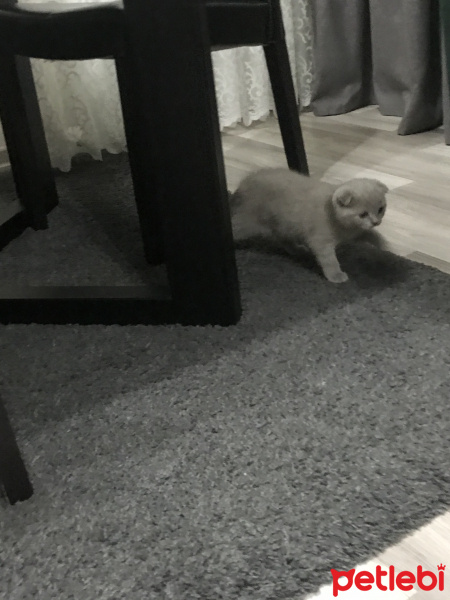 Scottish Fold, Kedi  Lila fotoğrafı
