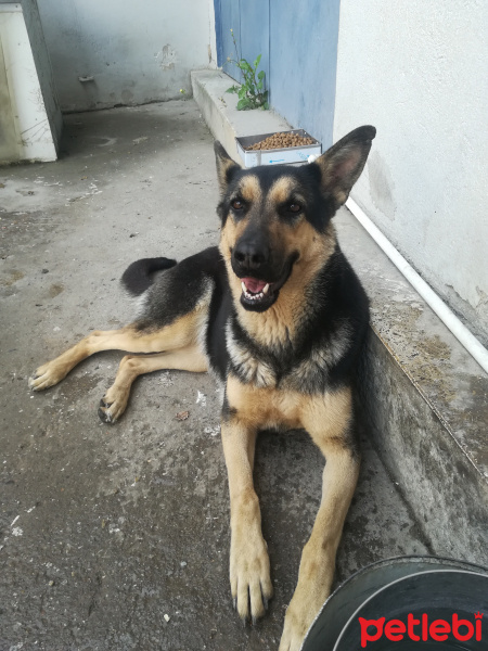 Alman Çoban Köpeği, Köpek  deyzi fotoğrafı