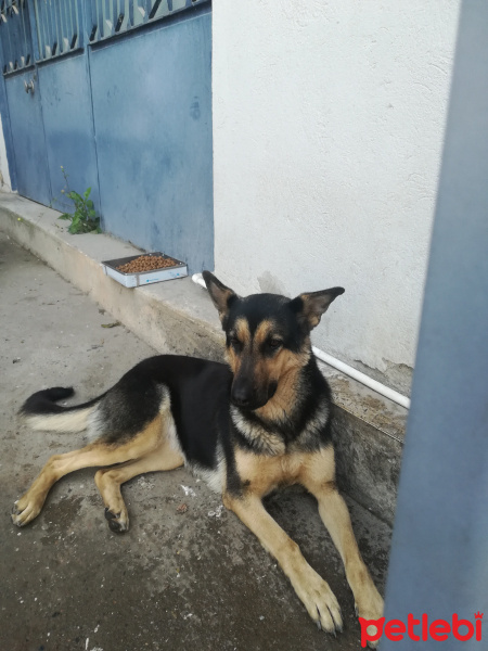 Alman Çoban Köpeği, Köpek  deyzi fotoğrafı