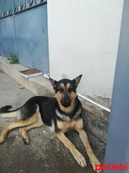 Alman Çoban Köpeği, Köpek  deyzi fotoğrafı