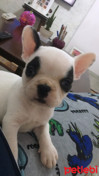 Fransız Bulldog, Köpek  Boby fotoğrafı
