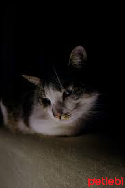 Tekir Kedi, Kedi  Beşiktaş fotoğrafı