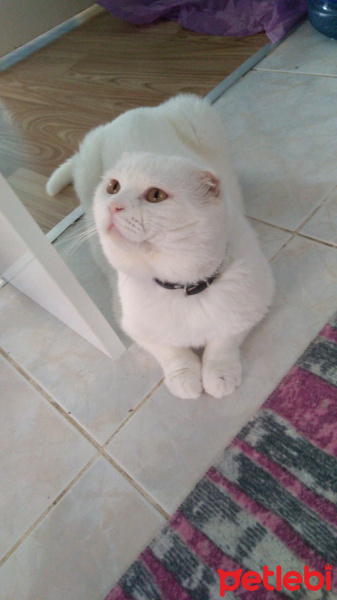 British Shorthair, Kedi  Cakir fotoğrafı