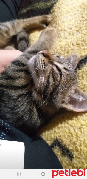Tekir Kedi, Kedi  Badem fotoğrafı