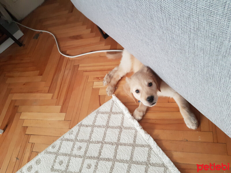 Golden Retriever, Köpek  kaya fotoğrafı