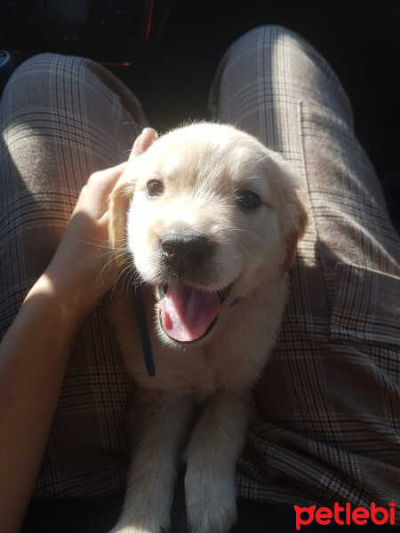 Golden Retriever, Köpek  kaya fotoğrafı