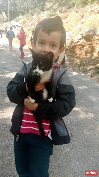 Tekir Kedi, Kedi  Tinky fotoğrafı