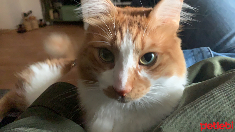 Sarman, Kedi  BERLIN fotoğrafı