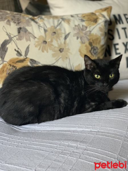 Bombay, Kedi  PARIS fotoğrafı