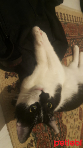 Tuxedo (Smokin) Kedi, Kedi  Güz fotoğrafı
