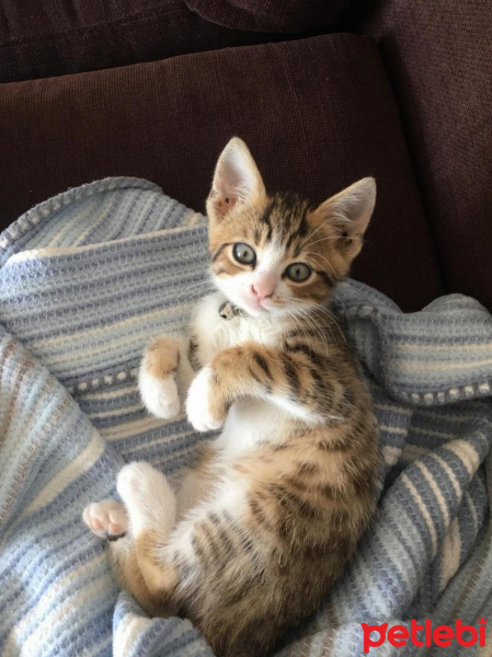 Tekir Kedi, Kedi  Duman fotoğrafı
