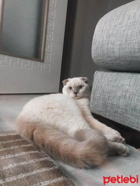 Scottish Fold, Kedi  Luna fotoğrafı