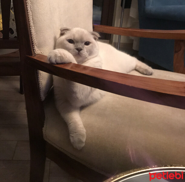 Scottish Fold, Kedi  Luna fotoğrafı