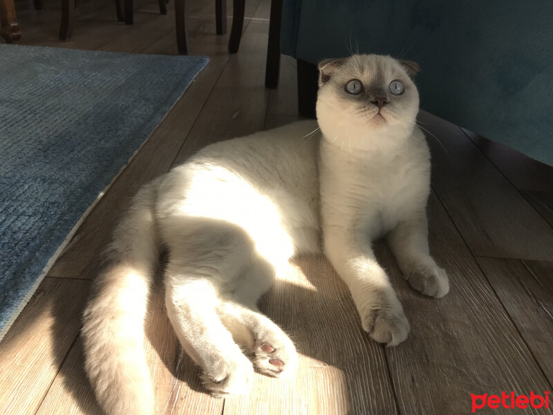 Scottish Fold, Kedi  Luna fotoğrafı