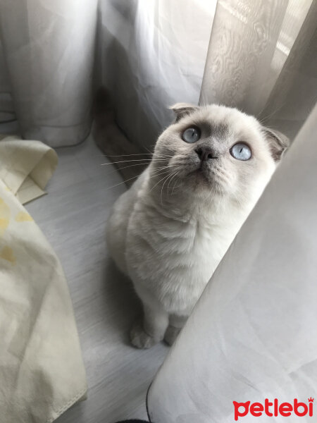 Scottish Fold, Kedi  Luna fotoğrafı