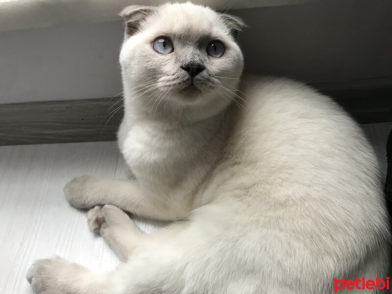 Scottish Fold, Kedi  Luna fotoğrafı