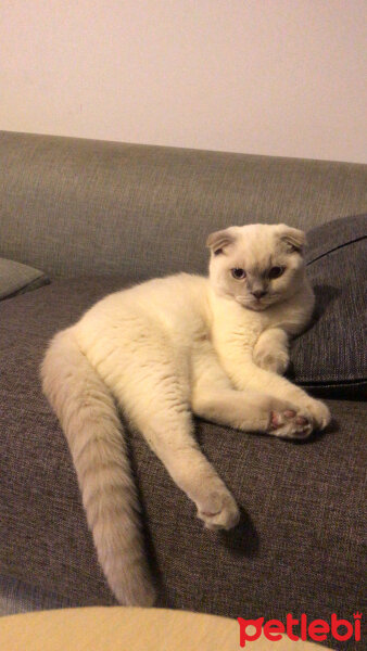 Scottish Fold, Kedi  Luna fotoğrafı