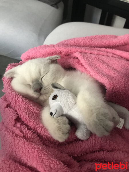 Scottish Fold, Kedi  Luna fotoğrafı