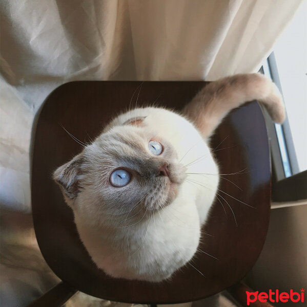 Scottish Fold, Kedi  Luna fotoğrafı