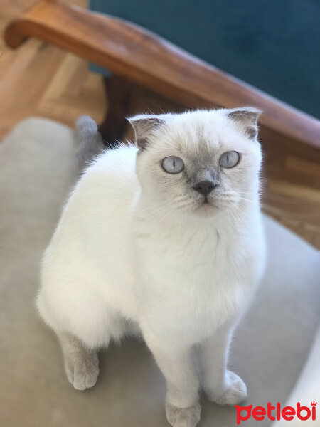 Scottish Fold, Kedi  Luna fotoğrafı