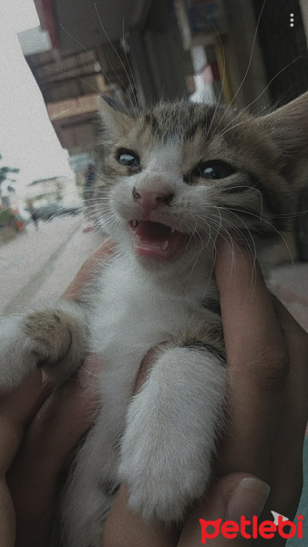 Tekir Kedi, Kedi  Şimal fotoğrafı