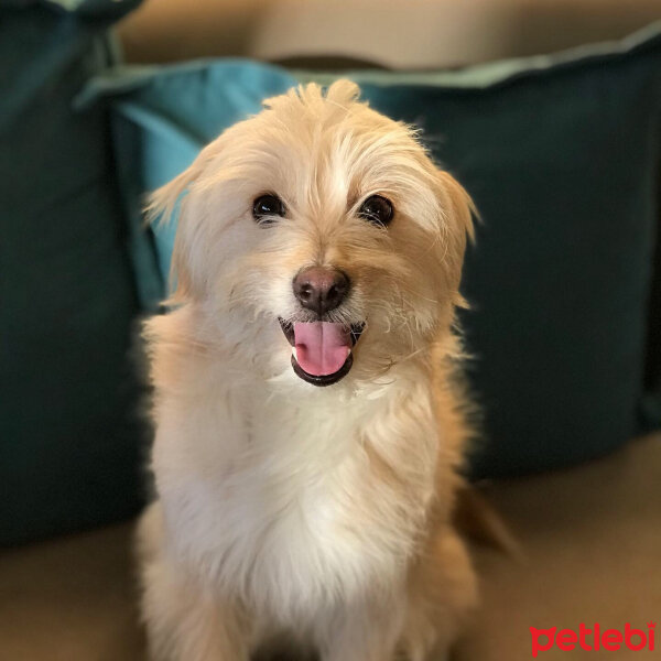 Maltese, Köpek  Fox fotoğrafı