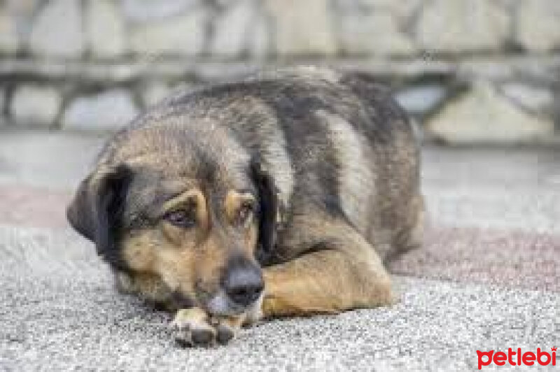 Sokö (Sokak Köpeği), Köpek  Tufab fotoğrafı