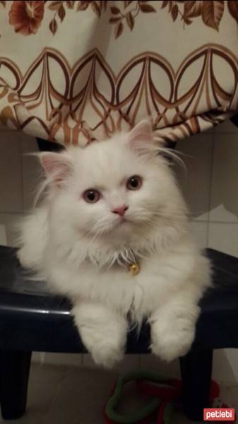 Chinchilla, Kedi  Lokum fotoğrafı