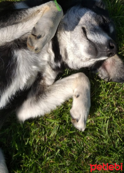 Akbaş, Köpek  Leo fotoğrafı
