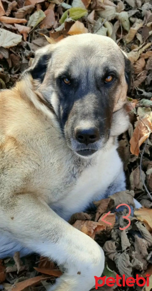 Alman Çoban Köpeği, Köpek  Çomar fotoğrafı