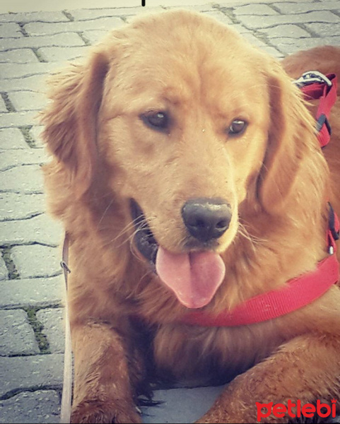 Golden Retriever, Köpek  Foks fotoğrafı
