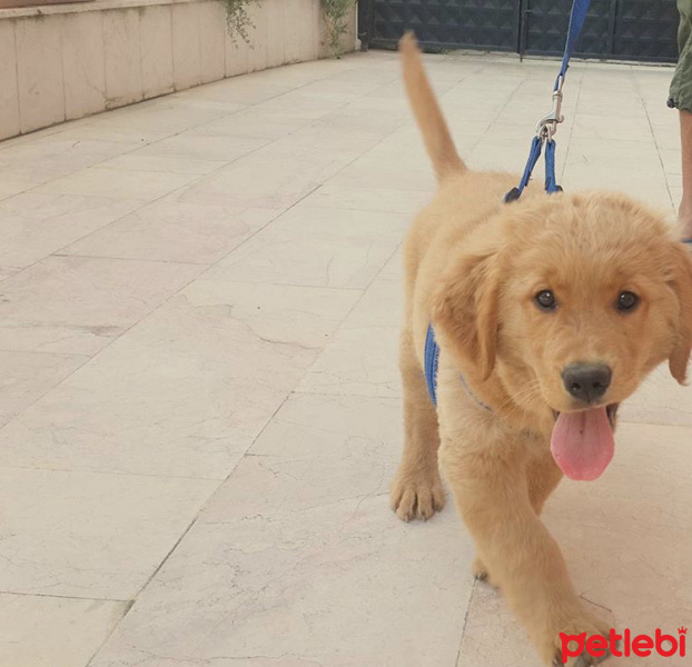 Golden Retriever, Köpek  Foks fotoğrafı