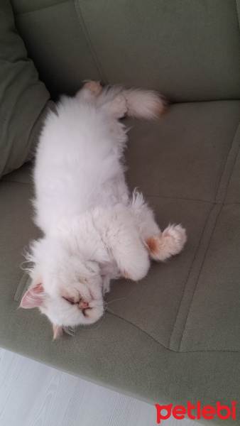 İran Kedisi (Persian), Kedi  Püsürük fotoğrafı