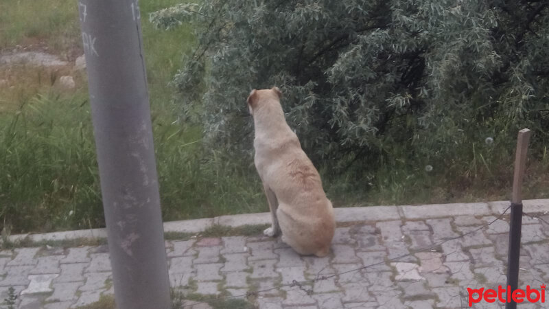 Sokö (Sokak Köpeği), Köpek  Miya fotoğrafı