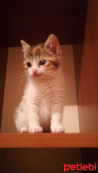 Scottish Fold, Kedi  Boncuk fotoğrafı
