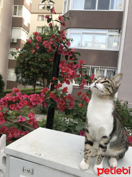 Tekir Kedi, Kedi  Pinçik fotoğrafı