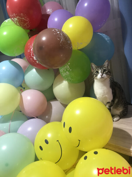 Tekir Kedi, Kedi  Pinçik fotoğrafı