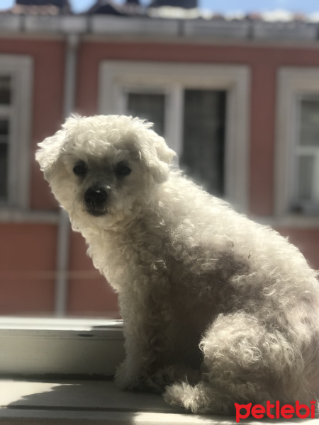 Maltese, Köpek  Dolly fotoğrafı